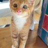 🐈🐈🐈🐈⬛🐈⬛🐈⬛